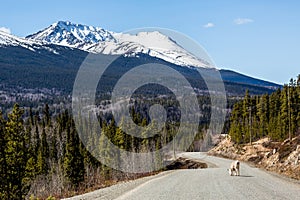 Stone Sheep ewe licking salt from the Cassiar Highway paved road
