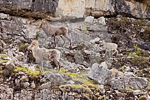 Stone Sheep Ovis dalli stonei family photo