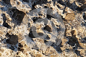 Stone shell rock close up texture for background