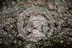 Stone, shell rock texture background. Close up