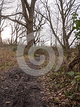 stone squares path forest nature floor mud dirt trees autumn win