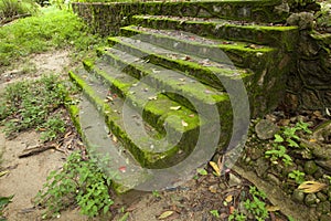 Stone stair moss in green forest