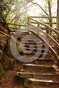 Stone Stair steps in nature forest