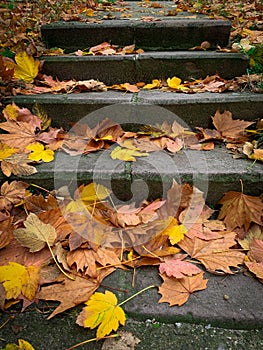 Stone staircase covered with autumn leaves. Colorful leaves on walkway stairs.