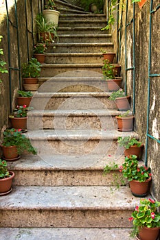 Stone staircase with flower pots