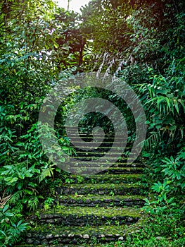 Stone staircase in the forest