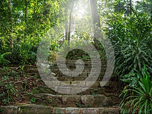 Stone staircase in the forest