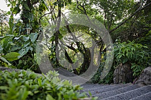 Stone staircase in the rainforest