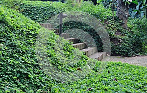 Stone stairs amidst lush green garden hillside