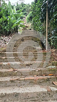 Stone stairs, built in the middle of the forest. photo