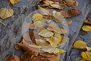 Stone stairs covered with yellow leaves in the park. Old steps with leaves in autumn