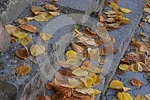 Stone stairs covered with yellow leaves in the park. Old steps with leaves in autumn