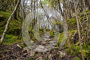Stone stairs forest hiking path Norway