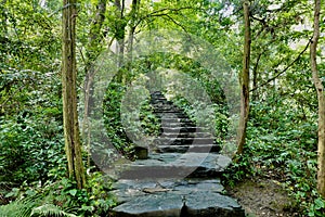 Stone Stairs. Forest. Hill. Trees.