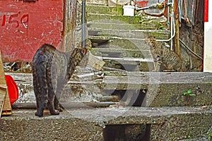 Stone stairs of an old narrow alleyway with two stray mackerel tabby cats on the way