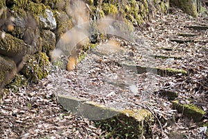 Stone stairs pathway in garden