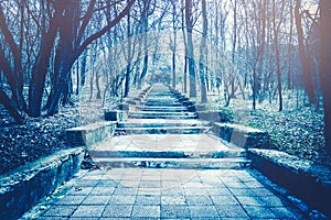 Stone stairway stepping up in a mystery forest. Ghostly effect.