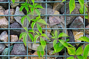 Stone and steel grille wall with green plant climbing