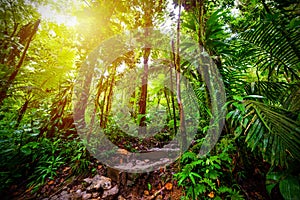 Stone steps in Basse Terre jungle in Guadeloupe