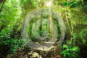 Stone steps in Basse Terre jungle in Guadeloupe