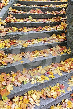 Stone steps covered with maple leaves