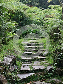Stone Steps Disappearing Into Lush Tropical Rainforest