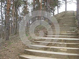 Stone steps Leading to a Pine hill in the resort Park Kislovodsk.