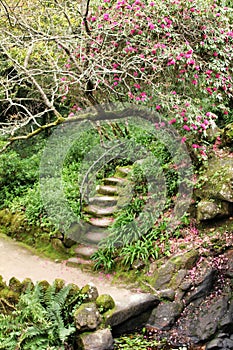 Stone steps in the lush garden