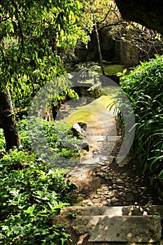 Stone steps in the lush garden