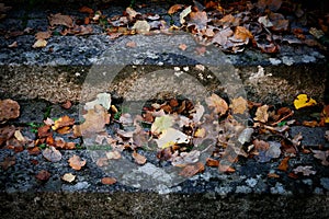 Stone steps with old foliage