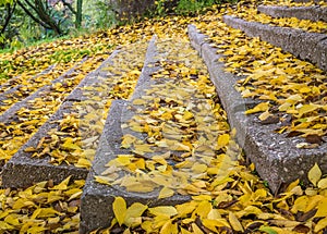 Stone steps or stairs covered with bright yellow leaves. Beautiful autumn landscape in the park