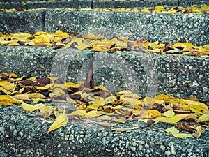 Stone steps or stairs covered with bright yellow leaves. Beautiful autumn landscape in the park