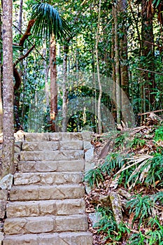 Stone Steps Into Lush Tropical Australian Rainforest