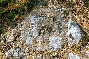 Stone surface covered in dried plants