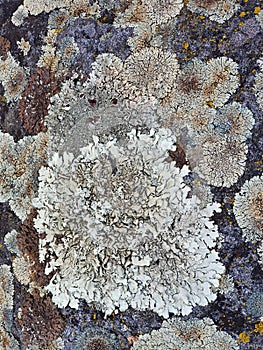 Stone surface overgrown by varicoloured lichen, close up