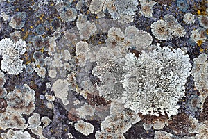 Stone surface overgrown by varicoloured lichen, close up