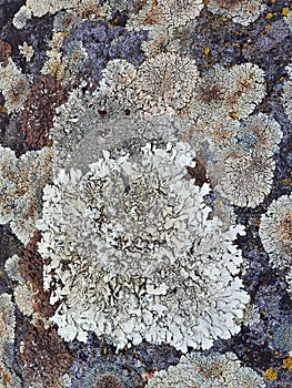 Stone surface overgrown by varicoloured lichen, close up