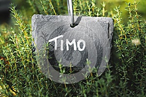 Stone tablet in garden with inscription Thyme in Italian - Timo. Growing herbs and spices in the home gardening. photo