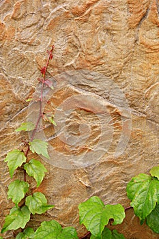 Stone texture with green plant as background