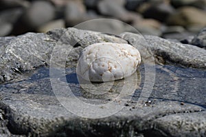 Stone in a tidal pool