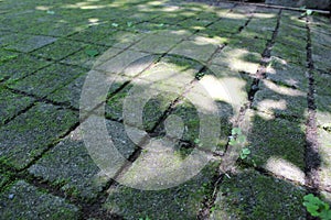 Stone tiles with weeds between the cracks and moss