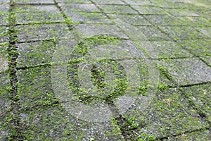 Stone tiles with weeds between the cracks and moss