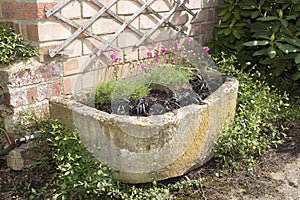 Stone trough container with pink armeria alpine plants and black photo