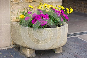 Stone trough with yellow and purple daisies.