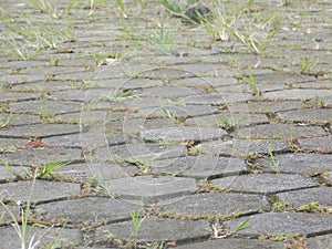 stone-type background or neatly arranged garden floor, slightly overgrown with grass which adds to the aesthetics