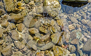 Stone under crystal clear water of  Ganga River