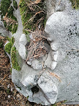 A stone of an unusual shape, covered with moss and dry pine needles