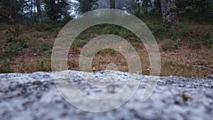 Special Forest - granite Stone photo