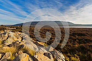 Stone, vegetations growing at Pine Lake from side of Highland La