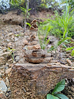 Stone viewings reflex flora and fauna